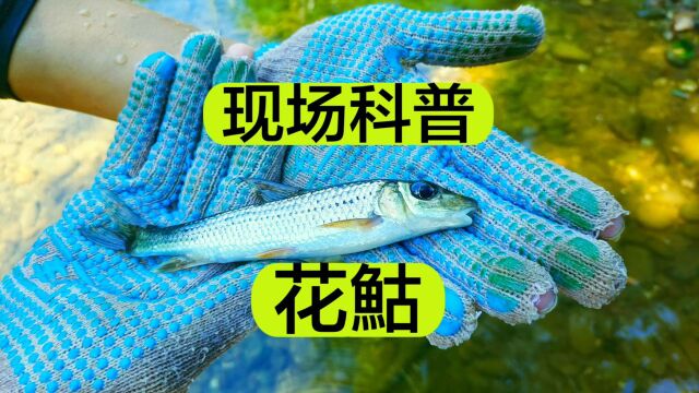 一种叫作花鮕的鱼,你有见过吗?在你们哪里叫什么?