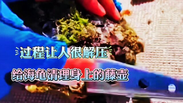 小哥拿来了个特殊工具,给小海龟清理身上的藤壶,也太解压了吧