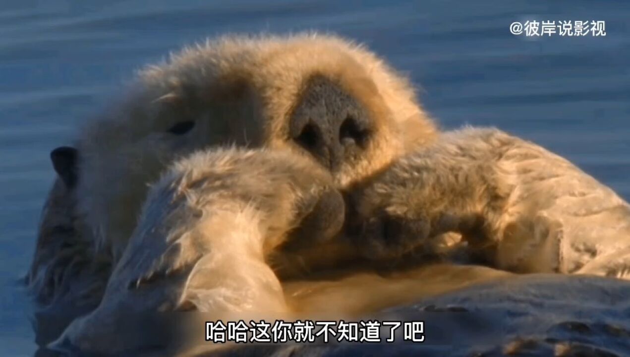 #海獭懒洋洋躺在海面上，晒着太阳吃着海鲜#海獭#麦秆虫#海洋生物#海底生物#动物成精#水下拍摄_高清1080P在线观看平台_腾讯视频