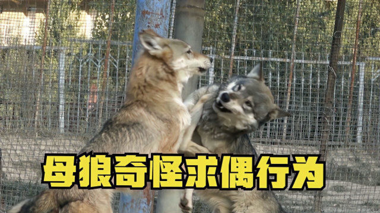 母狼的奇怪求偶行为?看到公狼骑在身上跳舞,大姐试图阻止遭失败_腾讯视频