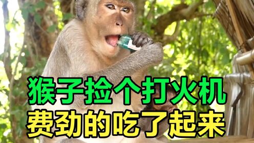猴子捡到个打火机，用牙齿咬开，味道不太好