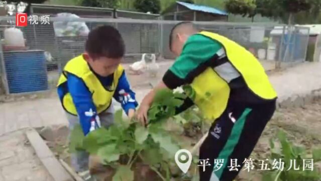 石嘴山市平罗县:课堂搬到农田里 果蔬香里说“丰年”