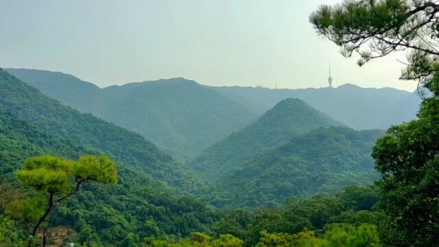 不同的线路爬梧桐山,观赏不同的梧桐山美景!