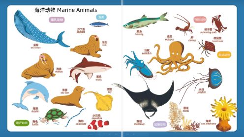 第03集 认识海洋动物