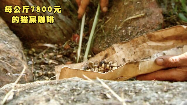 猫屎咖啡为何每公斤能卖7800元,看完它的制作过程,你还敢喝吗?