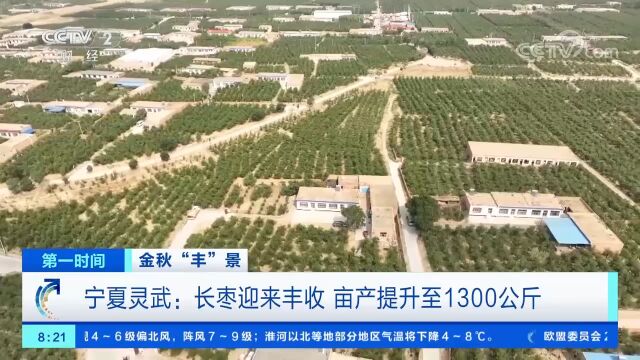 宁夏灵武:长枣迎来丰收,亩产提升至1300公斤