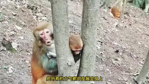 这两只调皮的猴子 🐒 在玩耍及吃食中出现了倒霉的事件 看的不禁让人心疼又好笑