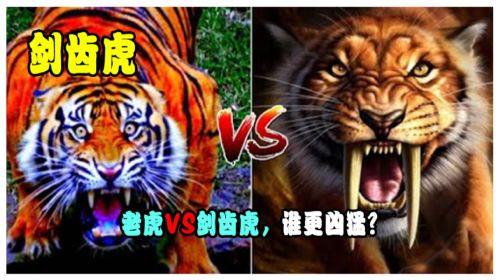 剑齿虎这么强大为何灭绝了？老虎VS剑齿虎，谁更凶猛？