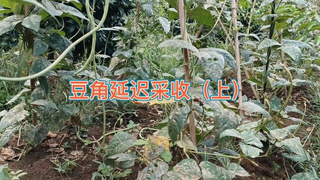 月公子讲豆角,豆角种植技术