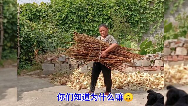 老爸种的芝麻收货了10斤,今年准备自己去压香油,有没有人知道一斤芝麻可以出多少香油?