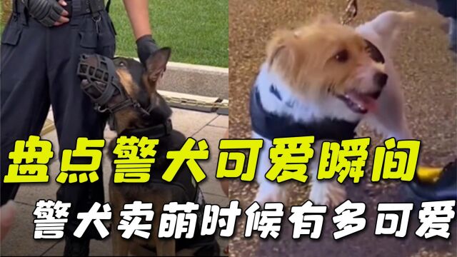 盘点警犬的可爱瞬间,警犬卖萌有多可爱