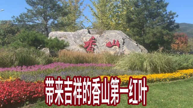 带来吉祥的香山第一红叶