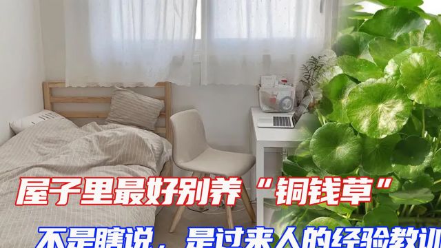 屋子里最好别养“铜钱草”,不是瞎说,是过来人的经验教训