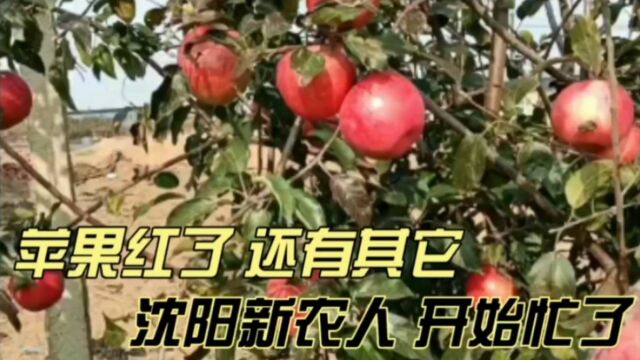 苹果红了,还有其它,沈阳新农人开始忙了