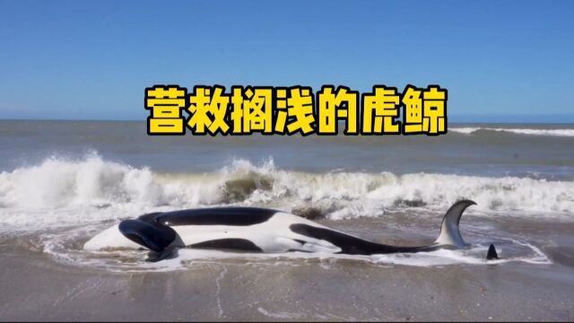 拯救一头搁浅的“海中二哈”虎鲸,好不容易拉回大海又游了回来再次搁浅