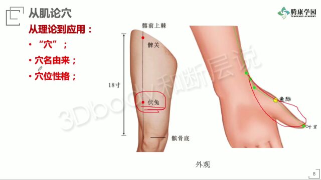 【从肌论穴】古典经络穴位的现代解剖分析和康复应用