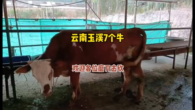 云南玉溪这养殖户真的扛不住了,这7个牛急着处理掉,准备改行了