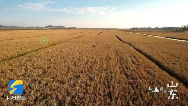 秋天是收获的季节,齐鲁大地处处好“丰”景