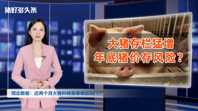 大猪数量超标?饲企大猪料销量增长近50%!年底高猪价“存隐患”