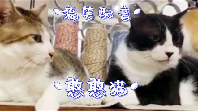 憨憨猫憨憨事