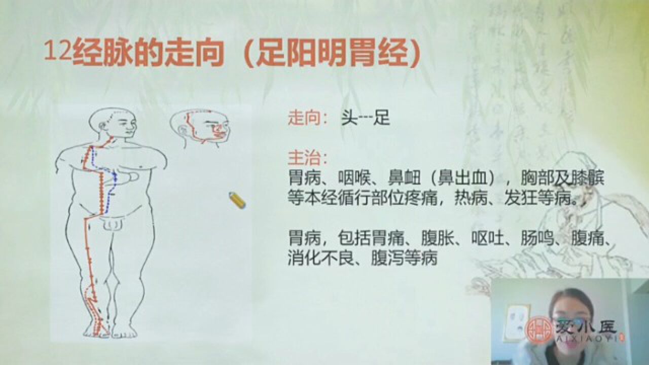 足阳明胃经(人体十二经脉)_搜狗百科