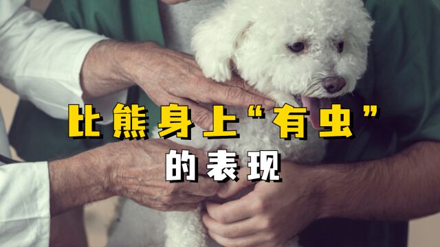 比熊这些表现,说明身上“有虫”,要赶紧驱虫了!