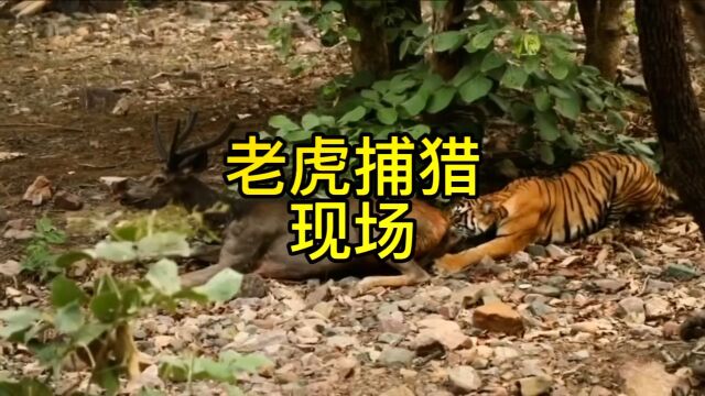 老虎捕猎现场