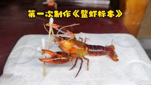 在鳌虾体内发现了“龙珠”？第一次制作鳌虾标本