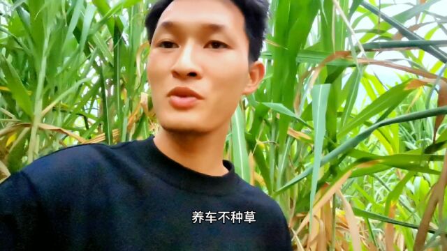 90后小伙回农村种植这种牧草,竟然年产量一亩可达40吨