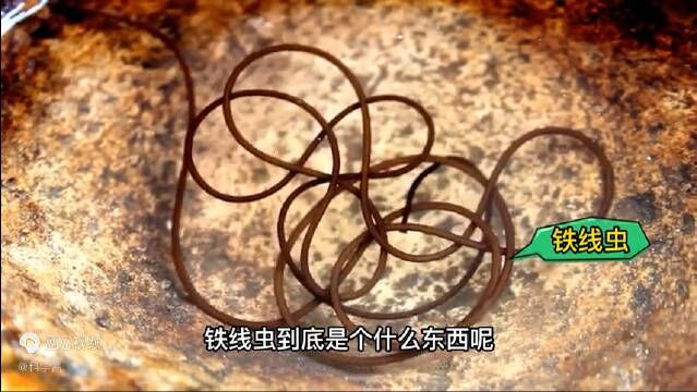 成都青城山现大量不明线虫 铁线虫到底是什么生物?对人体有哪些危害?团团科普社 (科学酱)