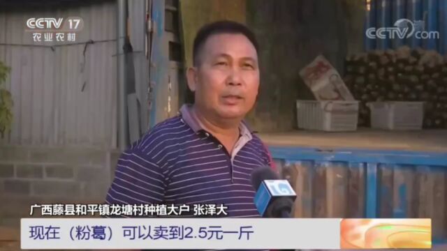 福建尤溪:26万亩水稻迎丰收 亩产创新高