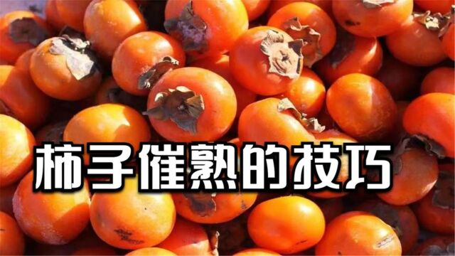 才清楚,柿子去涩催熟很简单,一点大米就能搞定,既快速效果也好