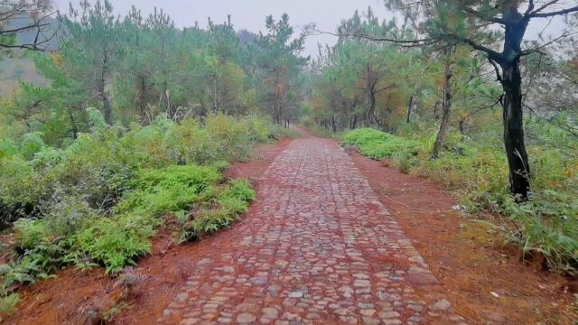 宁波发现第十条黄金古道,步道似官道,松叶铺满路