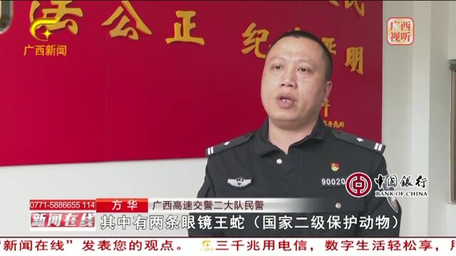 快睇√250余条活蛇同乘客一车!大巴司机竟说不知情