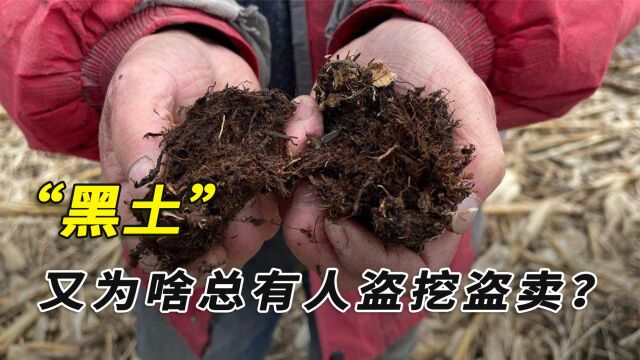 400年增厚1厘米,黑土为啥能养活数亿人?又为啥被“盗挖”?