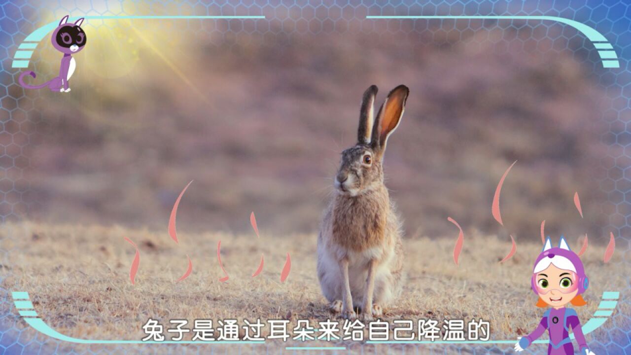 《超凡小英雄大探索》40.兔子的耳朵为什么那么长?_高清1080P在线观看平台_腾讯视频