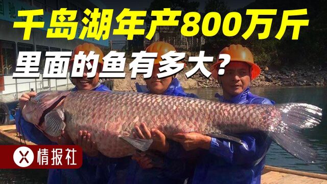 千岛湖年产800万斤,最大的鱼有多大?是洗澡鱼吗?