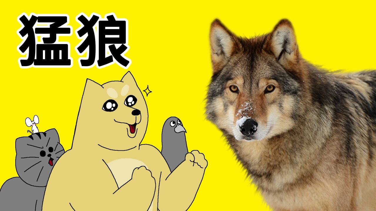 [禽兽朋友们] 猛狼_高清1080P在线观看平台_腾讯视频