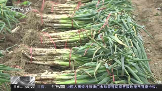 河南蔬菜滞销状况基本解决