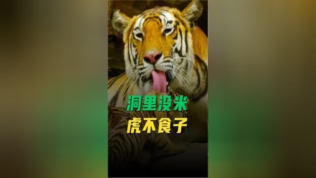 为什么说虎毒不食子