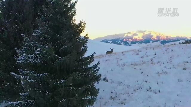 【美图视界】野生天山马鹿再现江布拉提草原