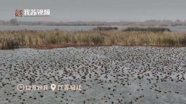 好壮观!冬日的江苏洪泽湖湿地万鸟翔集