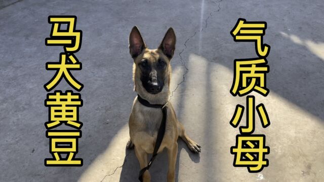 贴身短毛有气质的小马犬,有多少人喜欢这种类型的呢?