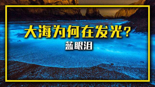 神秘的荧光海,大海流出的蓝眼泪是如何形成的呢?