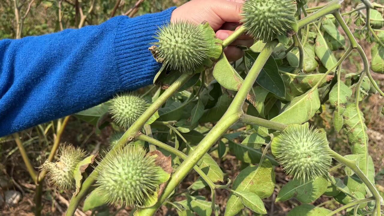 农村常见的大喇叭花,竟是被称为蒙汗药的曼陀罗,到底有多毒呢