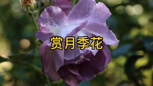 欣赏月季花