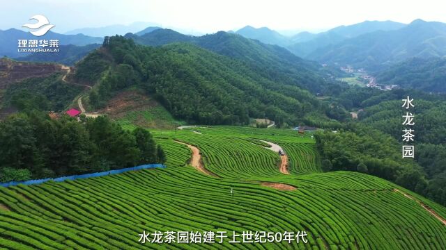 5水龙茶园 湖南益阳