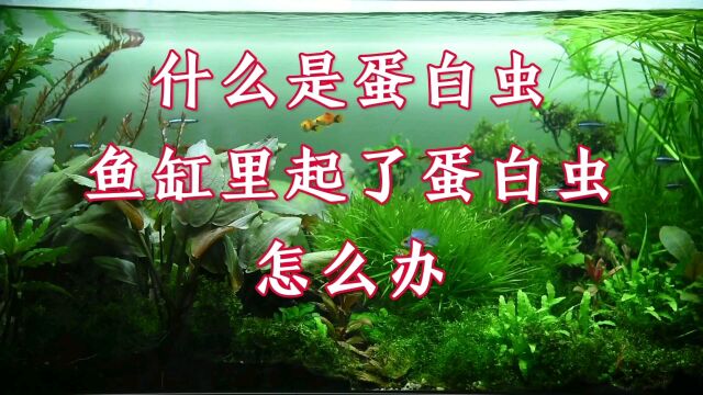 什么是蛋白虫?鱼缸里起了蛋白虫该怎么办?