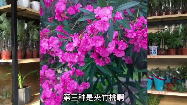 哪些花卉有毒看看您家有没有1