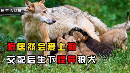 黑龙江发情母狼进村，居然和警犬交配，还生下怪异狼犬